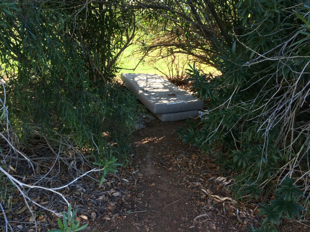 East Oleander property line in need of cleanout and shrub trimming