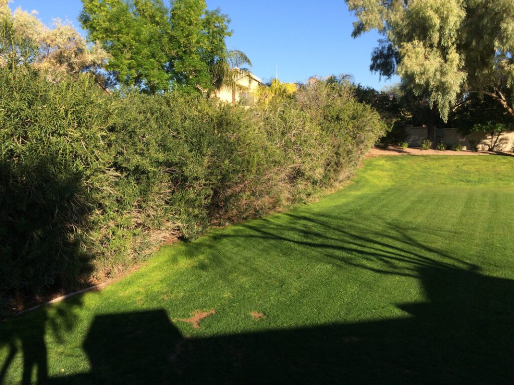 Oleander's in need of trimming